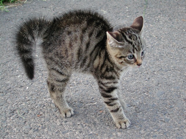 katzenbuckel.jpg